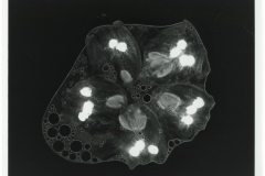 Botanical Photograms