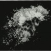 Ageratum-Hustonianum-1_Sosi-Vartanesyan_2021