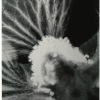 Anisodontea-Capensis-2_Sosi-Vartanesyan_2022