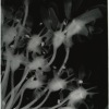 Heracleum-Sphondylium-2_Sosi-Vartanesyan_2022