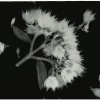 Hylotelephium-Telephium_sosi-Vartanesyan_2021_05