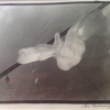 FullSizeRender-14